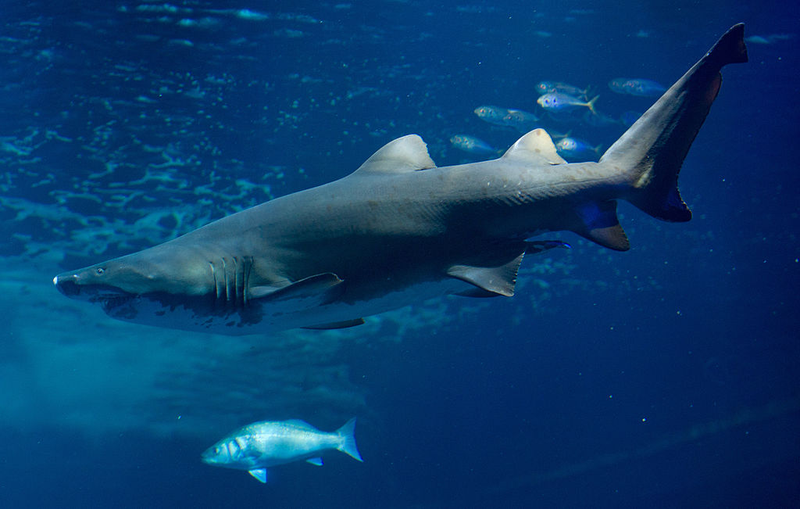 Tiburón en un acuario. Getty